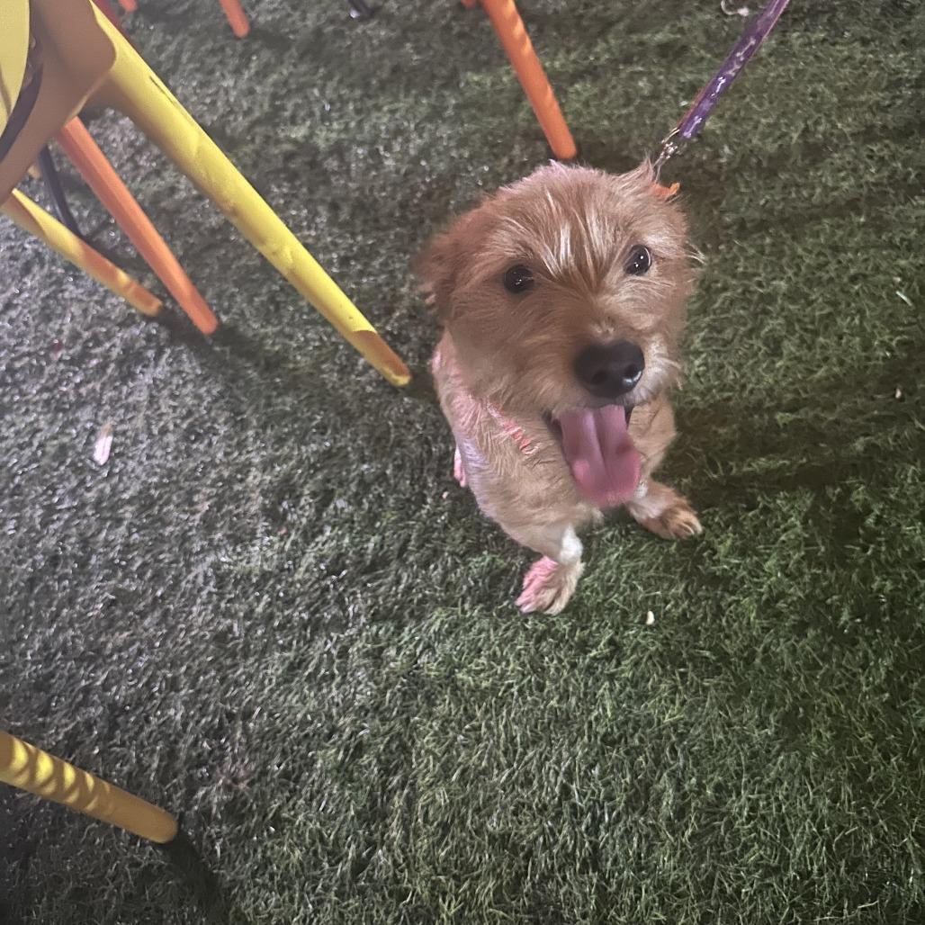 Enlarge Brownie HHD, a Adopted mixed breed in Little Rock, AR image 4/4