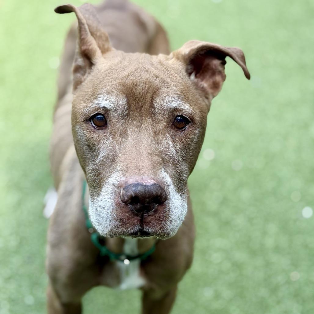 Tyra, Adoptable, Senior Female Mixed Breed.