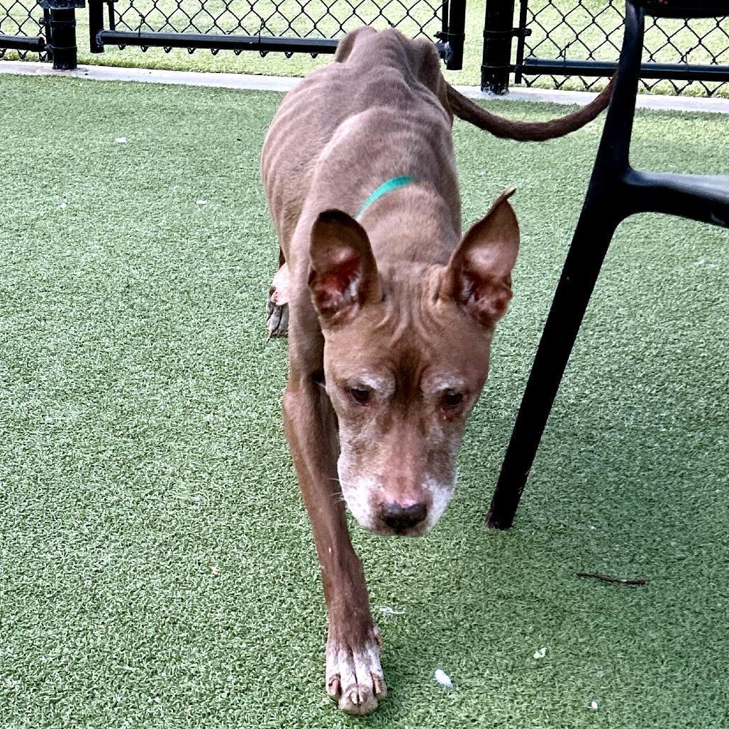 Enlarge Tyra, a Adoptable Mixed Breed in Greensboro, NC image 2/6