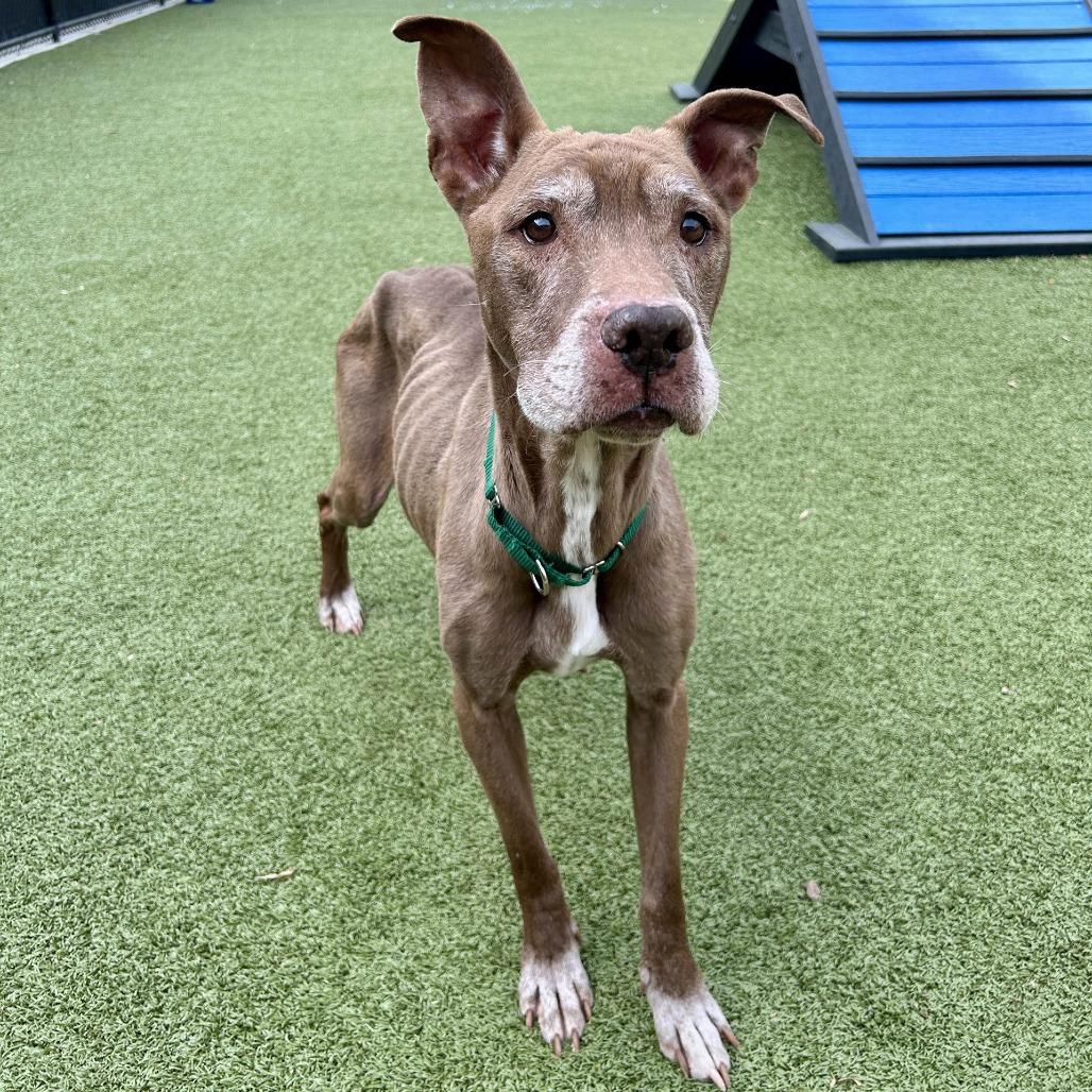Enlarge Tyra, a Adoptable Mixed Breed in Greensboro, NC image 3/6
