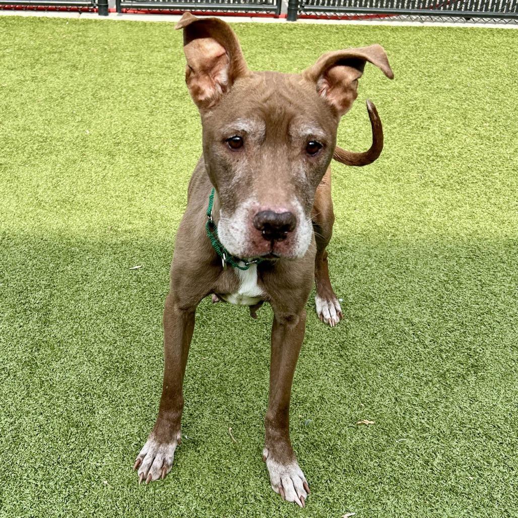 Enlarge Tyra, a Adoptable Mixed Breed in Greensboro, NC image 4/6