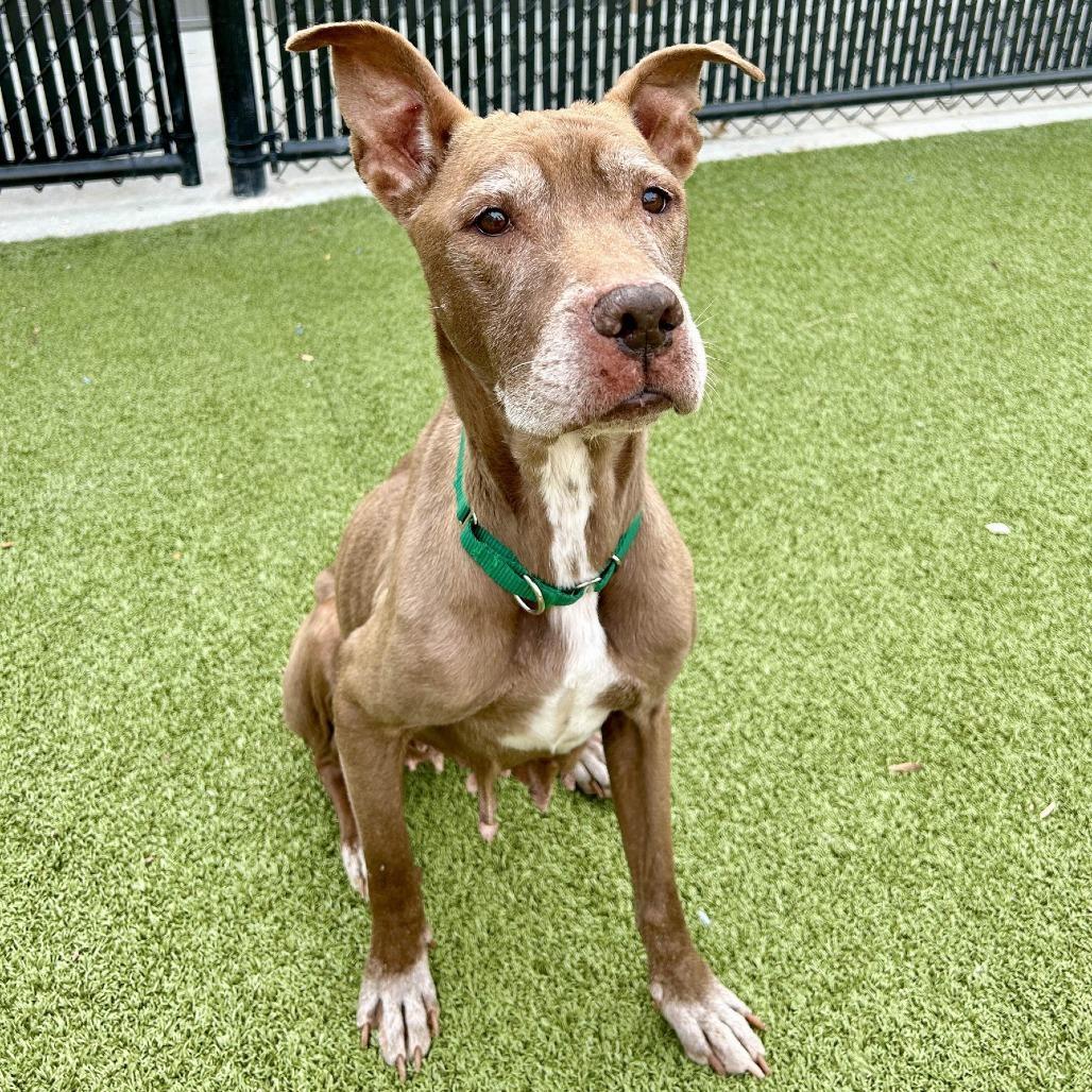 Enlarge Tyra, a Adoptable Mixed Breed in Greensboro, NC image 6/6