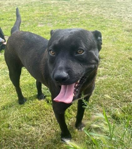 Enlarge Comet, a ADOPTABLE mixed breed in wetaskiwin, AB image 1/1