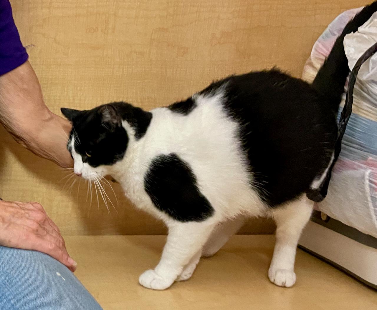 Serafina, Adoptable, Young Female Domestic Short Hair.