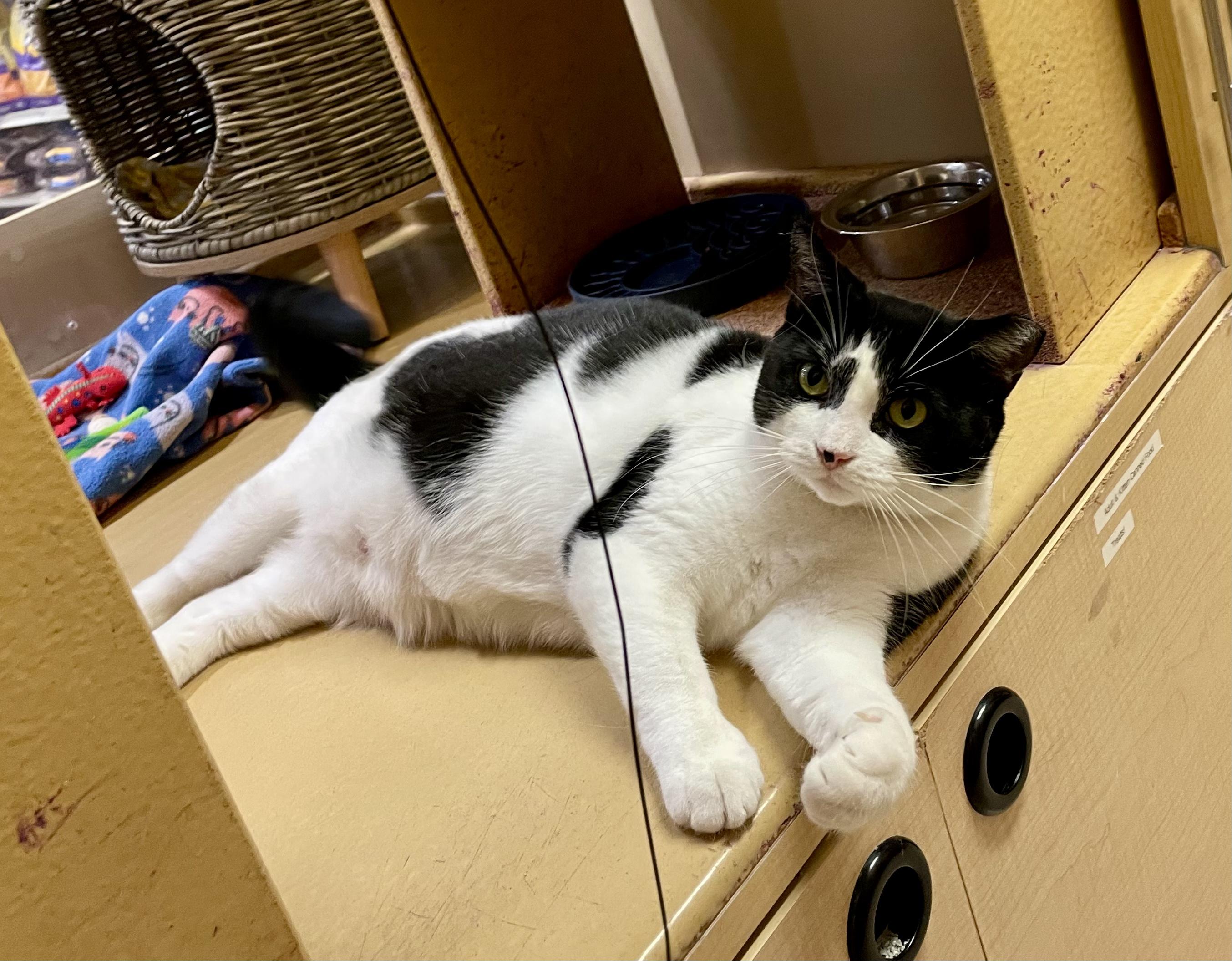 Serafina, a Adoptable Domestic Short Hair in Mayfield, NY image 1/6