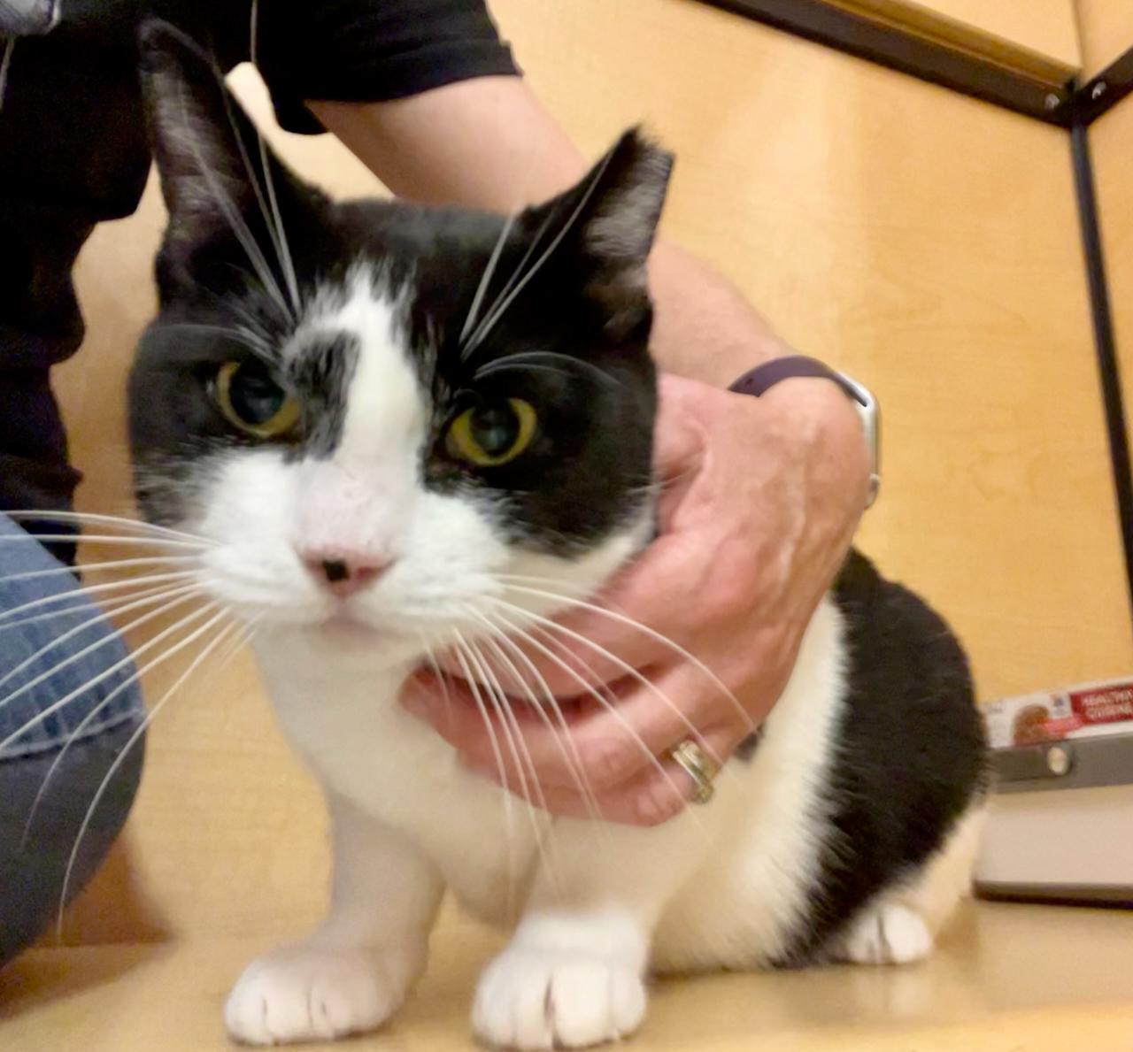 Serafina, a Adoptable Domestic Short Hair in Mayfield, NY image 4/6