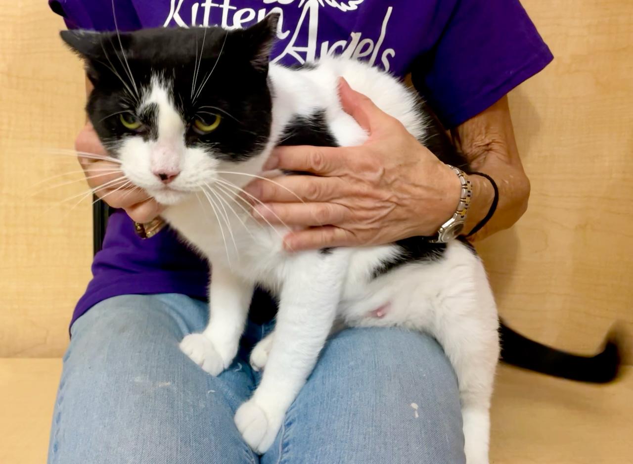 Serafina, a Adoptable Domestic Short Hair in Mayfield, NY image 5/6