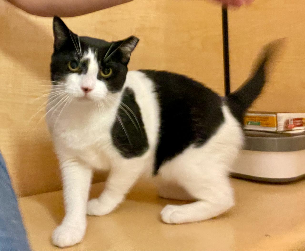 Serafina, a Adoptable Domestic Short Hair in Mayfield, NY image 6/6