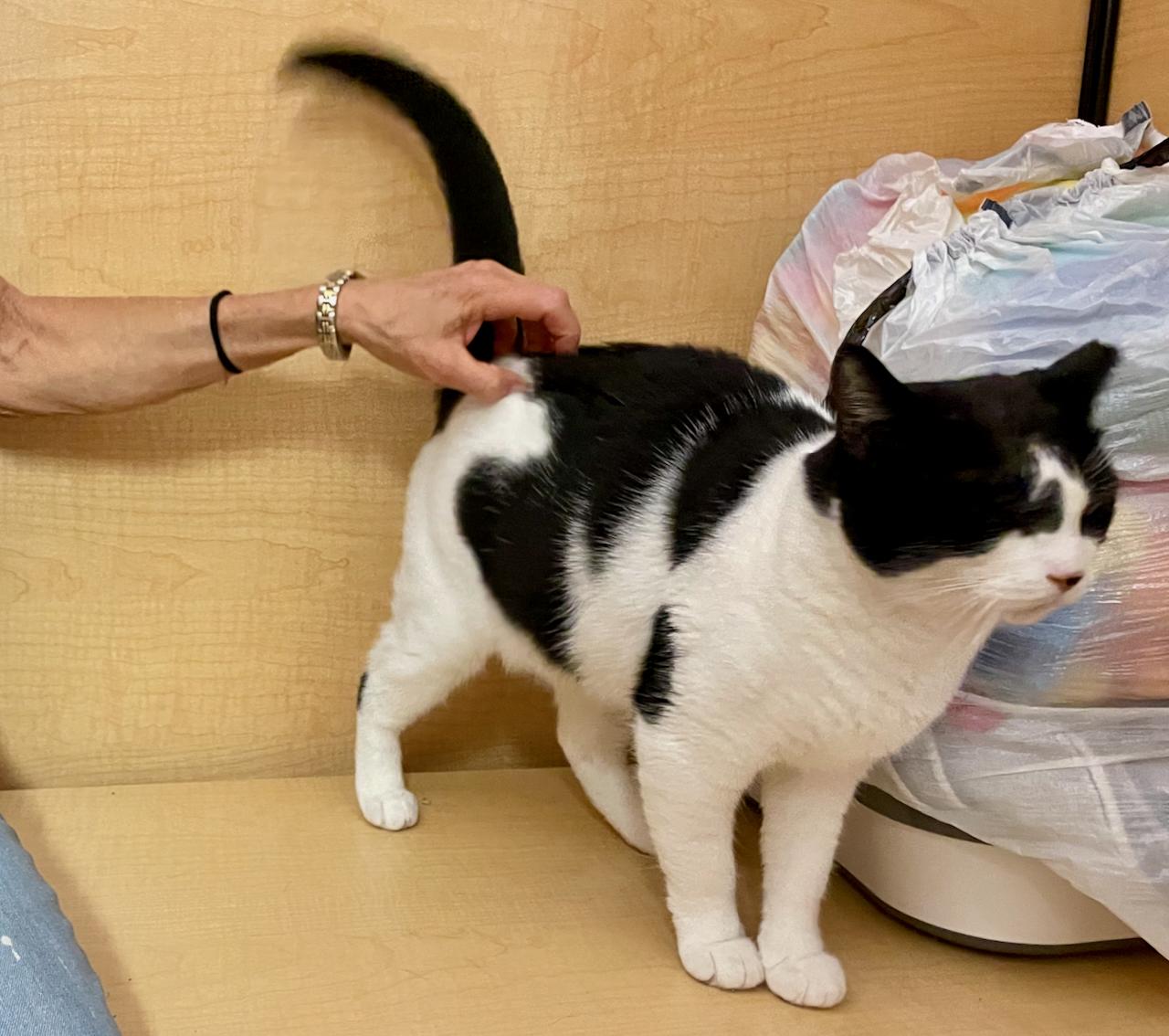 Serafina, a Adoptable Domestic Short Hair in Mayfield, NY image 3/6