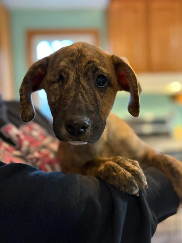 Uno, Adoptable, Puppy Male Mixed Breed.
