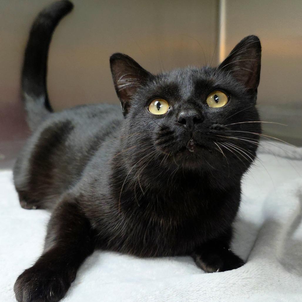 Fester, Adoptable, Young Male Domestic Short Hair.