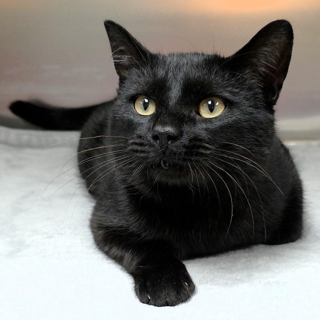 Fester, a Adoptable Domestic Short Hair in Michigan City, IN image 2/6