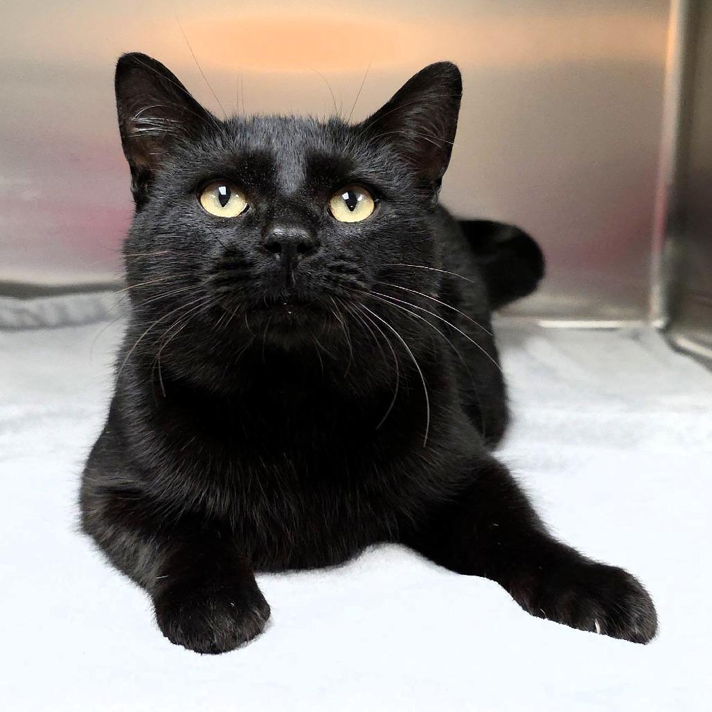 Fester, a Adoptable Domestic Short Hair in Michigan City, IN image 3/6