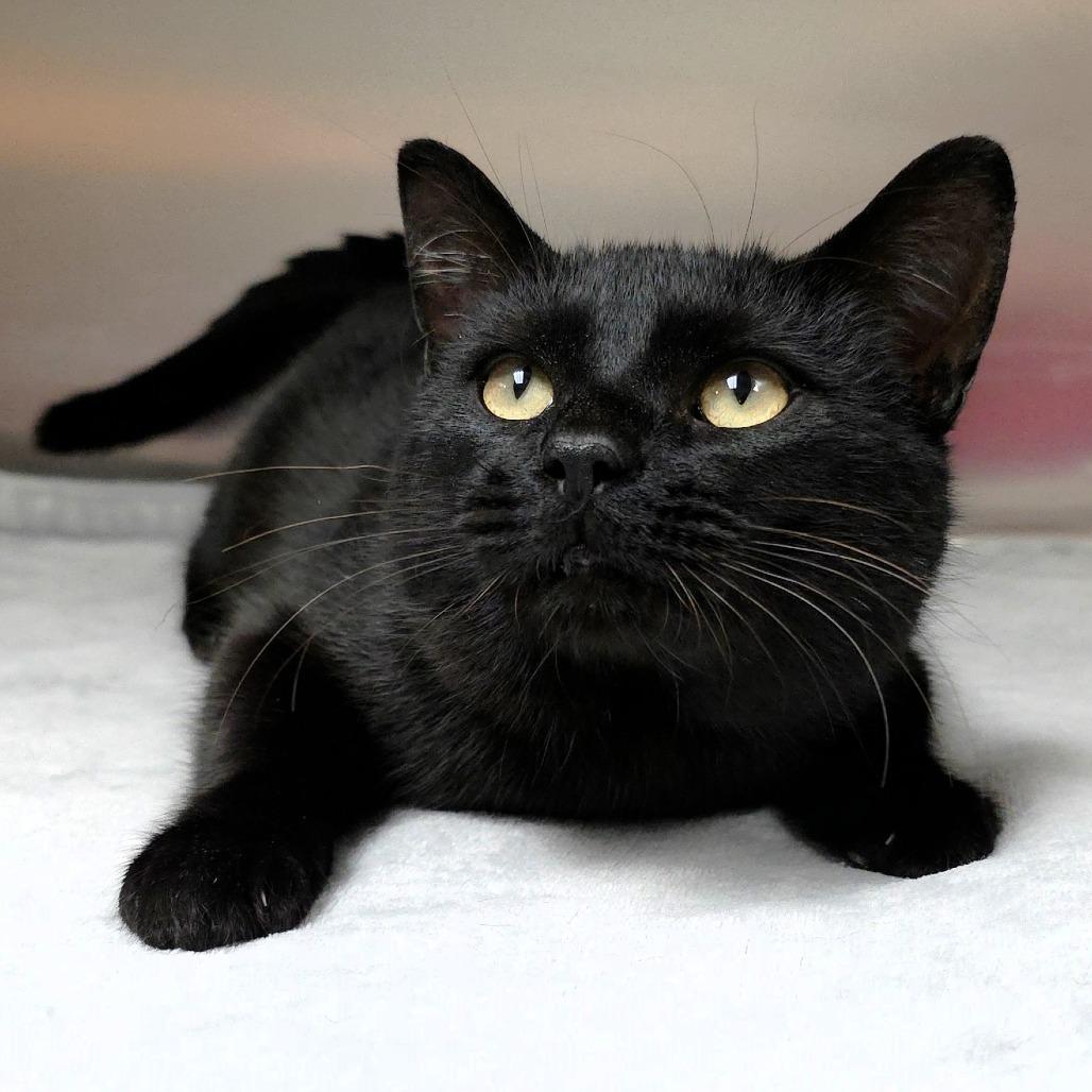 Fester, a Adoptable Domestic Short Hair in Michigan City, IN image 4/6