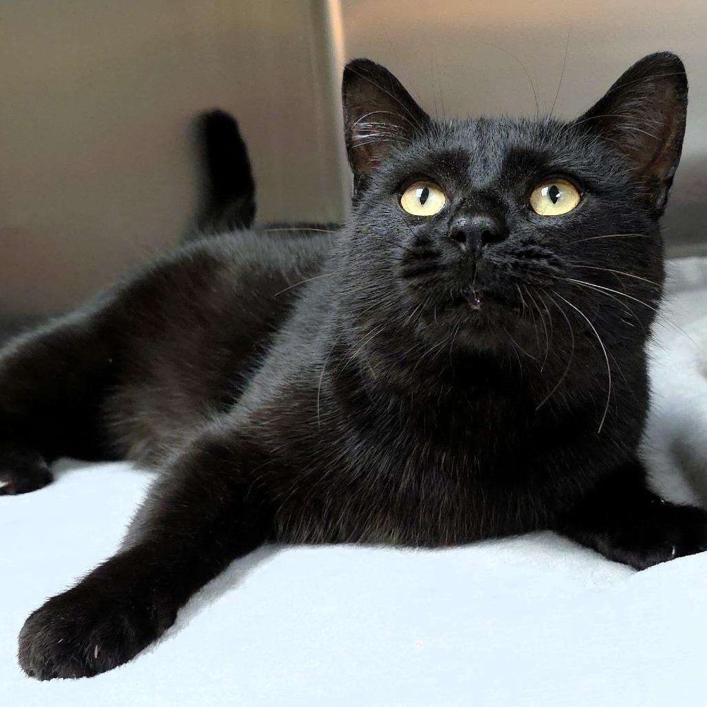 Fester, a Adoptable Domestic Short Hair in Michigan City, IN image 5/6