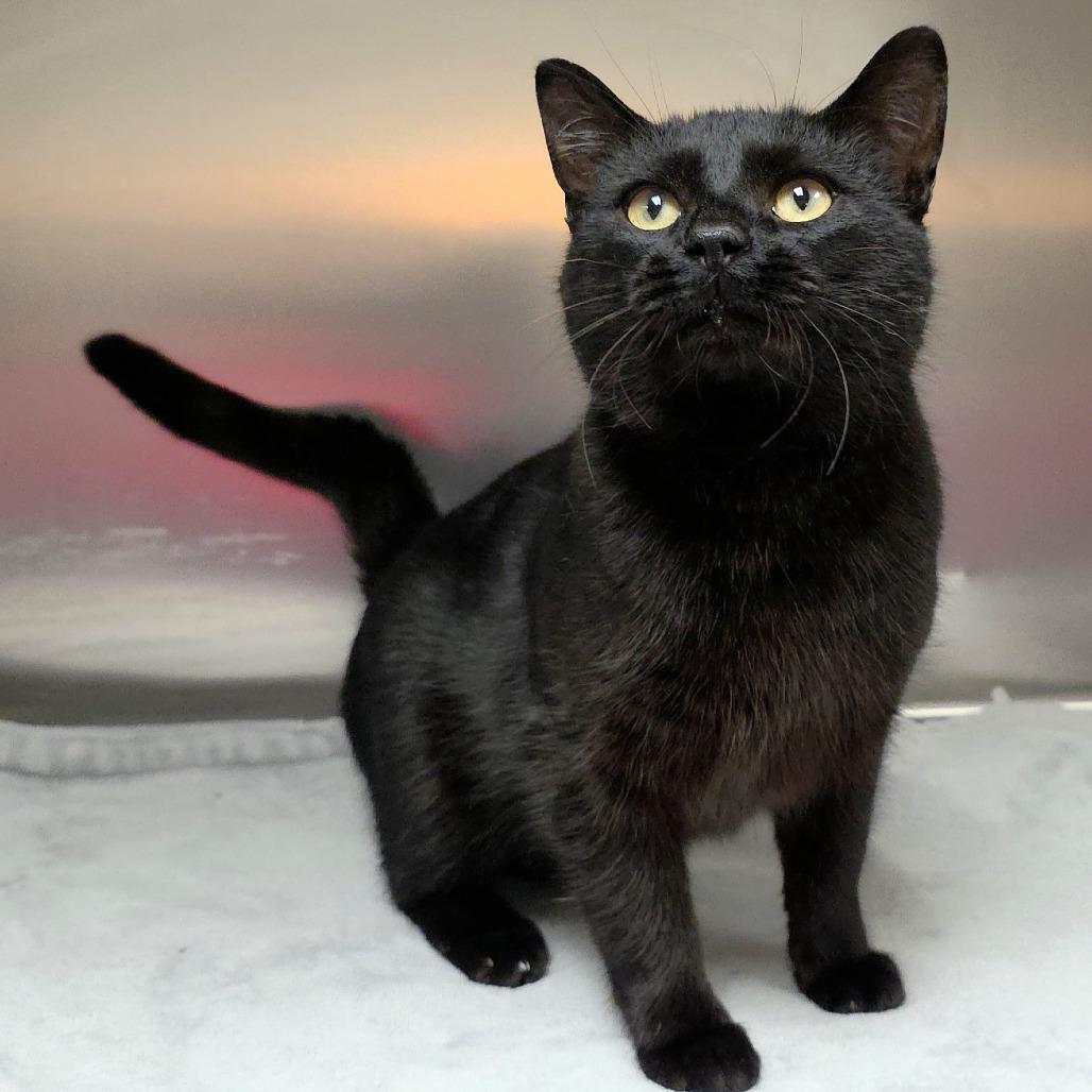 Fester — thumbnail 6