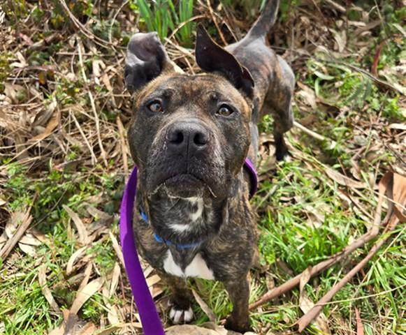 HAZEL, Adoptable, Adult Female Pit Bull Terrier.
