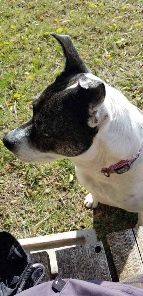 Sister, Adult Female Australian Shepherd