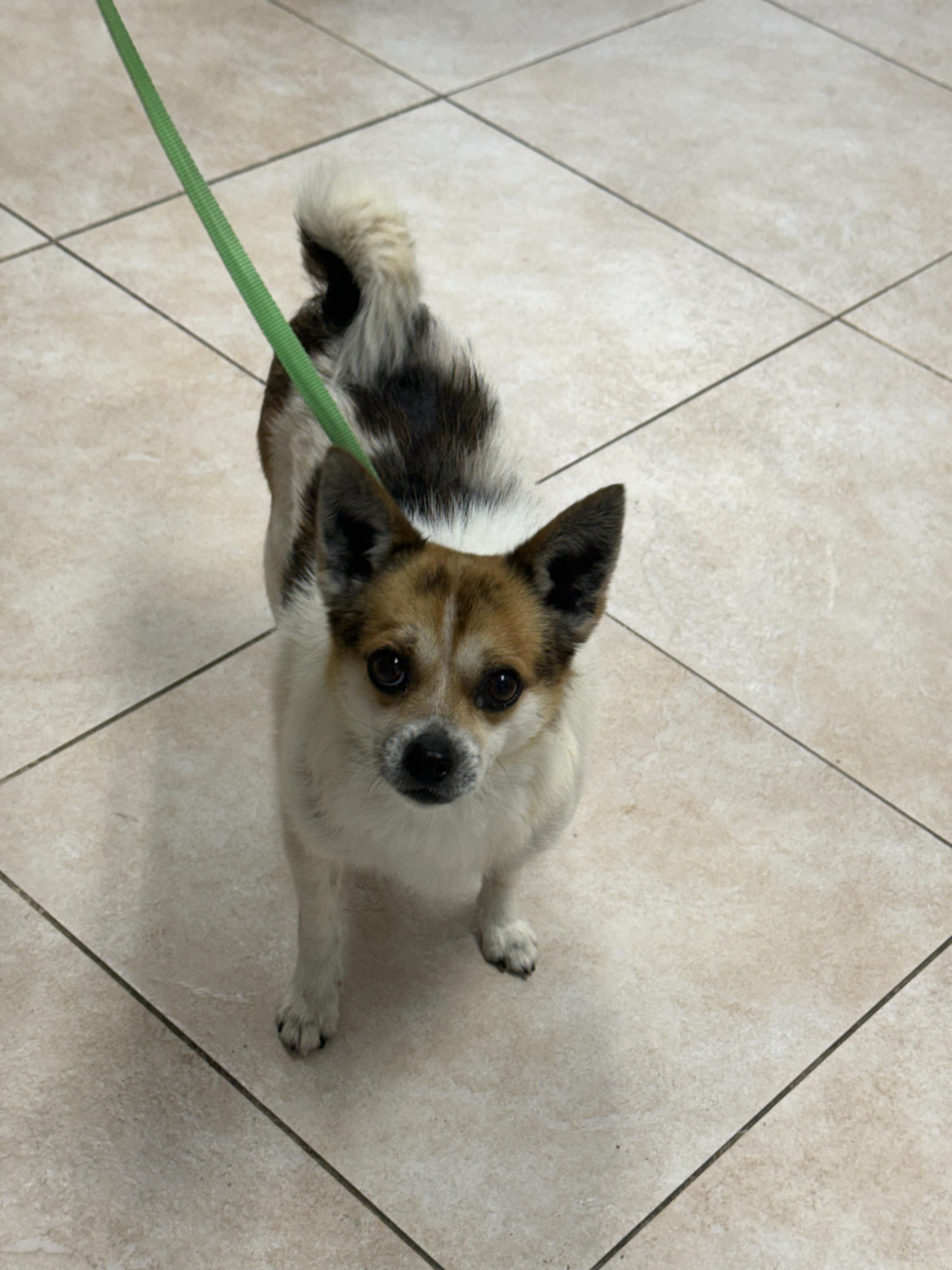 Queso, ADOPTABLE, Young Male Pomeranian & Chihuahua.