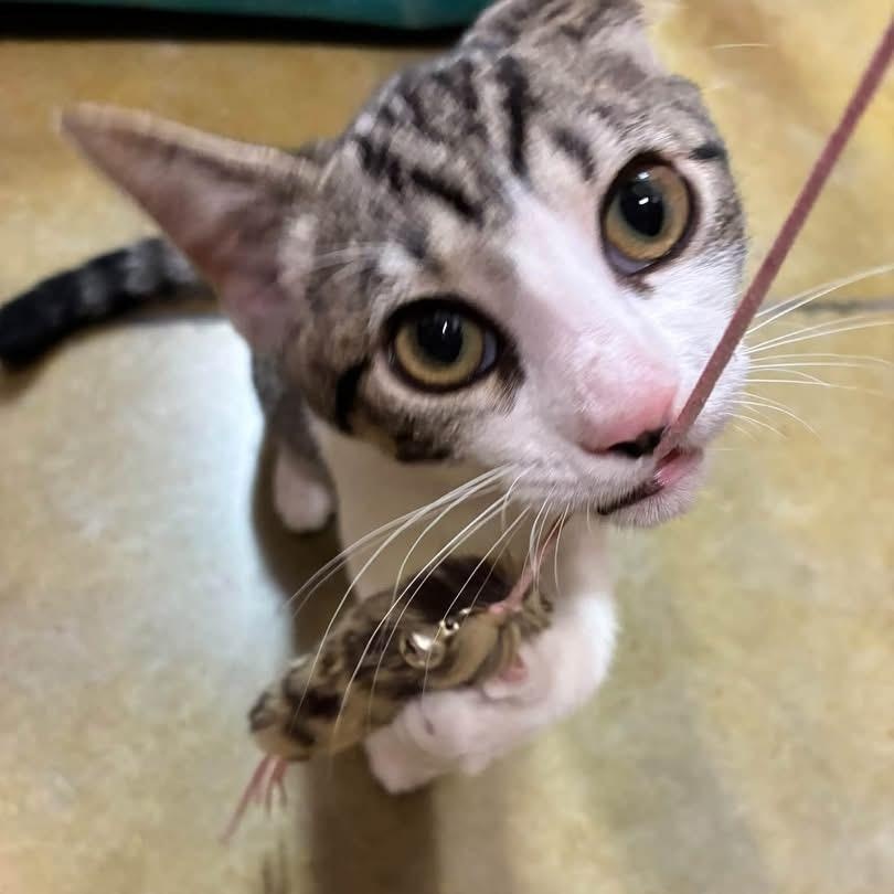 Virgil, Adopted, Kitten Male Domestic Short Hair.