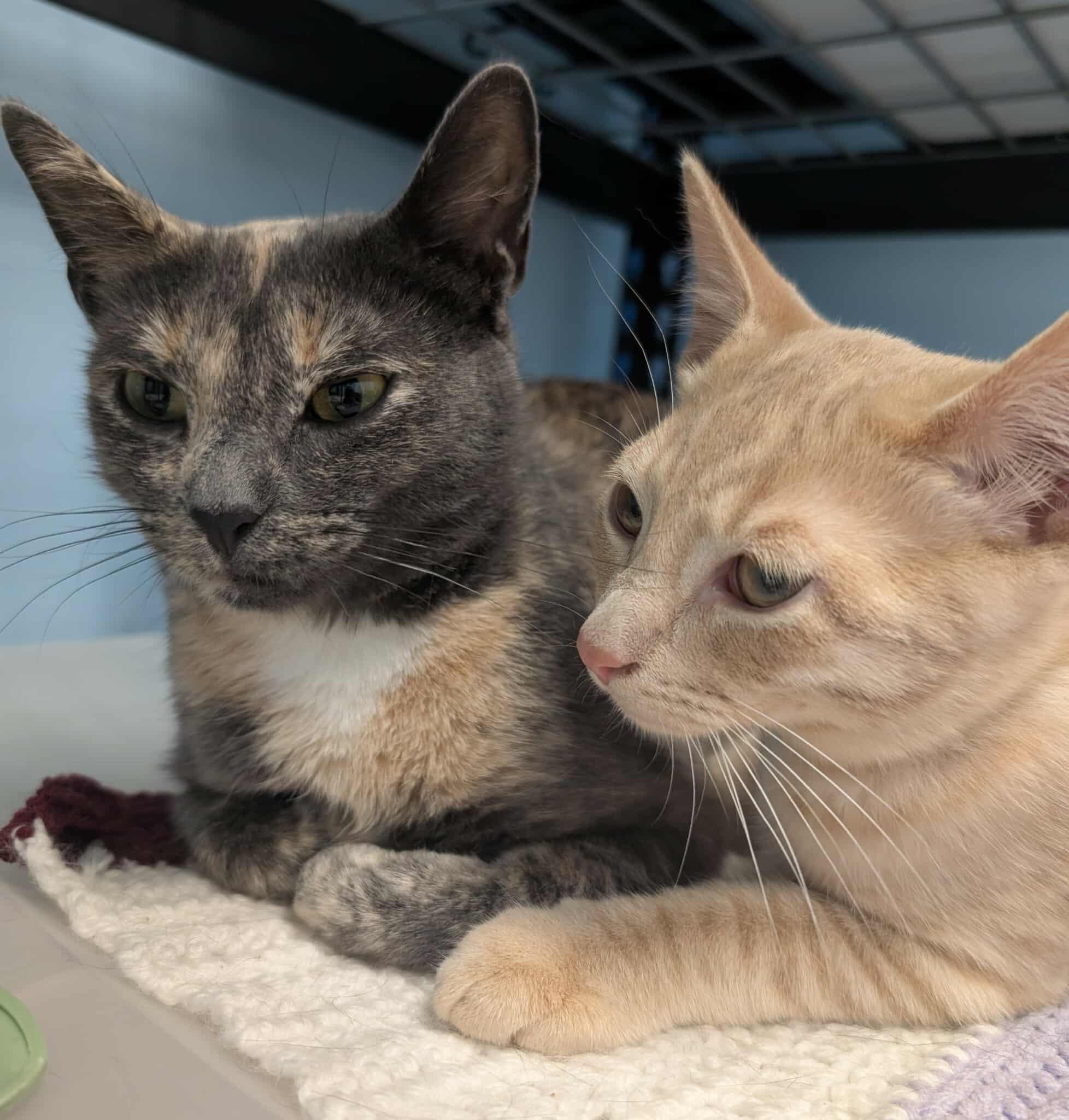 Maverick And Amber