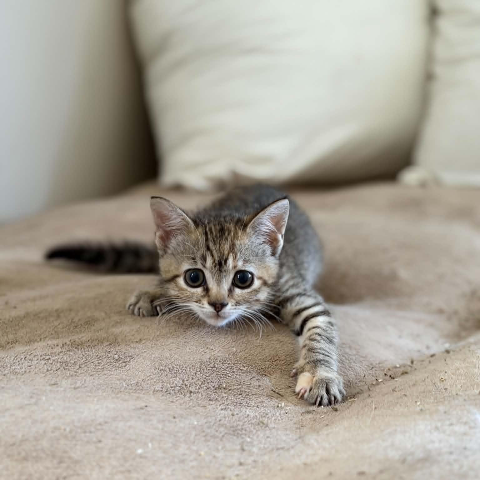 Enlarge Acorn, an adopted Domestic Short Hair in Martinsville, IN image 2/3