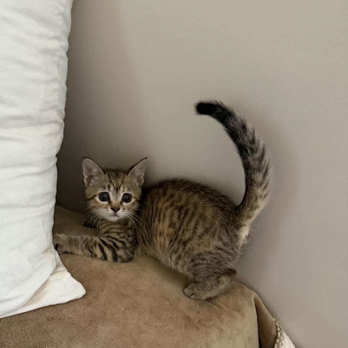 Enlarge Acorn, an adopted Domestic Short Hair in Martinsville, IN image 1/3