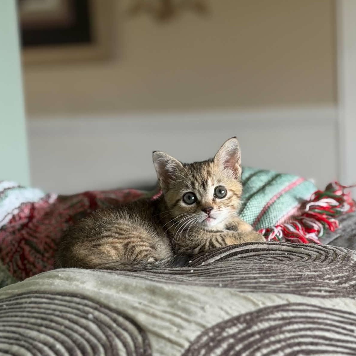 Enlarge Acorn, an adopted Domestic Short Hair in Martinsville, IN image 3/3