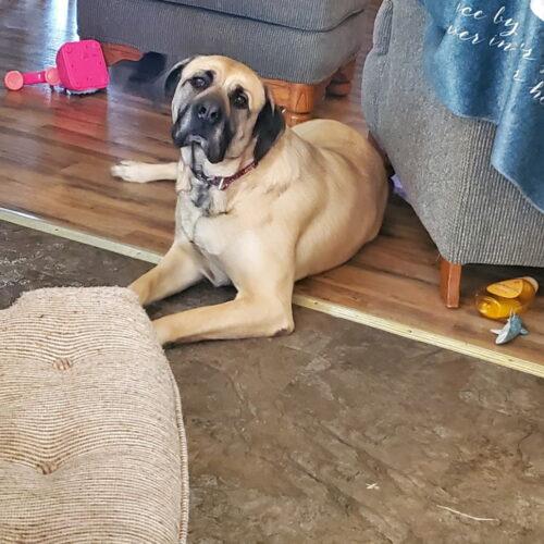 Enlarge Punky, a Adoptable Mastiff in Edmond, OK image 1/3