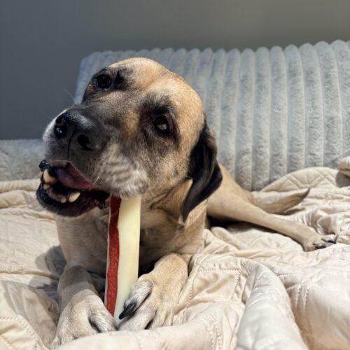 Enlarge Punky, a Adoptable Mastiff in Edmond, OK image 2/3