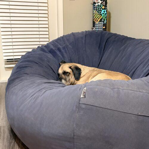 Enlarge Punky, a Adoptable Mastiff in Edmond, OK image 3/3