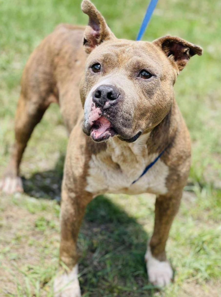 RESCUE ONLY- What does that mean This sweet baby cannot be adopted out to the public without a litt