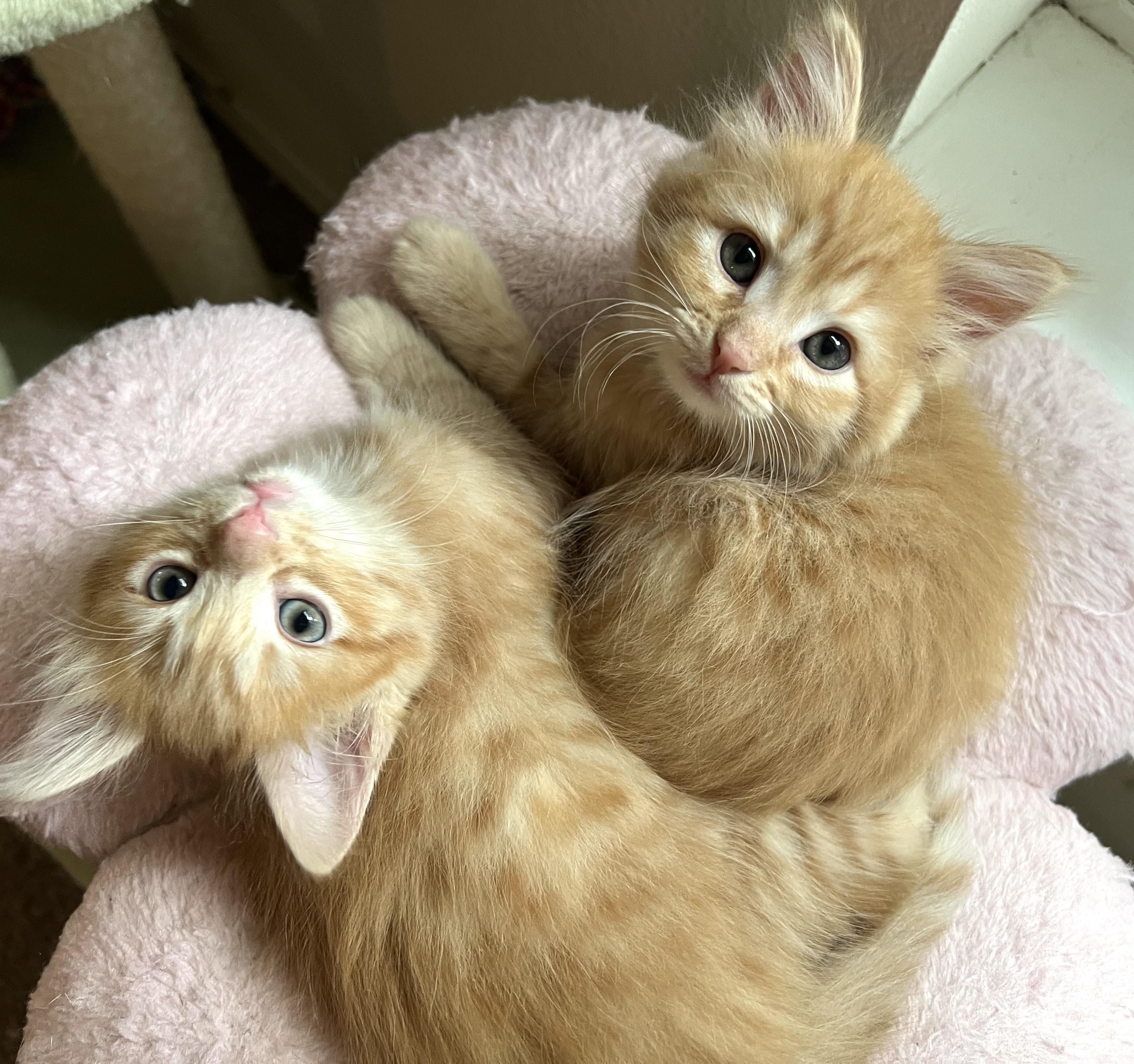 Enlarge Wombat (Bonded with Kinkajou), an adopted Domestic Medium Hair in Lynnwood, WA image 1/2
