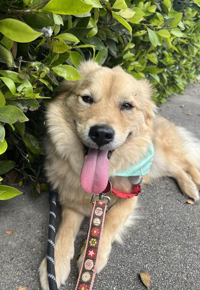 Enlarge Ziggy, a Adopted Jindo in los angeles, CA image 3/6