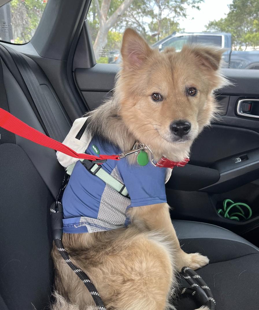 Enlarge Ziggy, a Adopted Jindo in los angeles, CA image 1/6