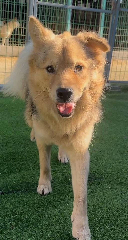 Enlarge Ziggy, a Adopted Jindo in los angeles, CA image 2/6