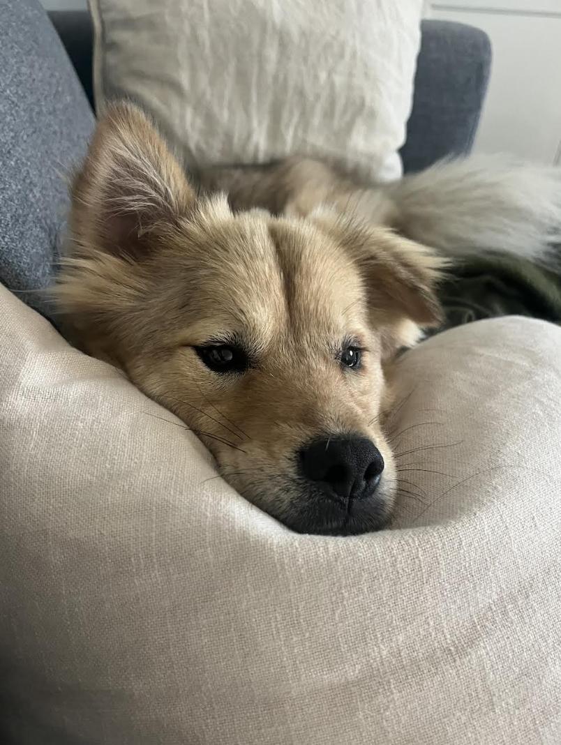 Enlarge Ziggy, a Adopted Jindo in los angeles, CA image 4/6