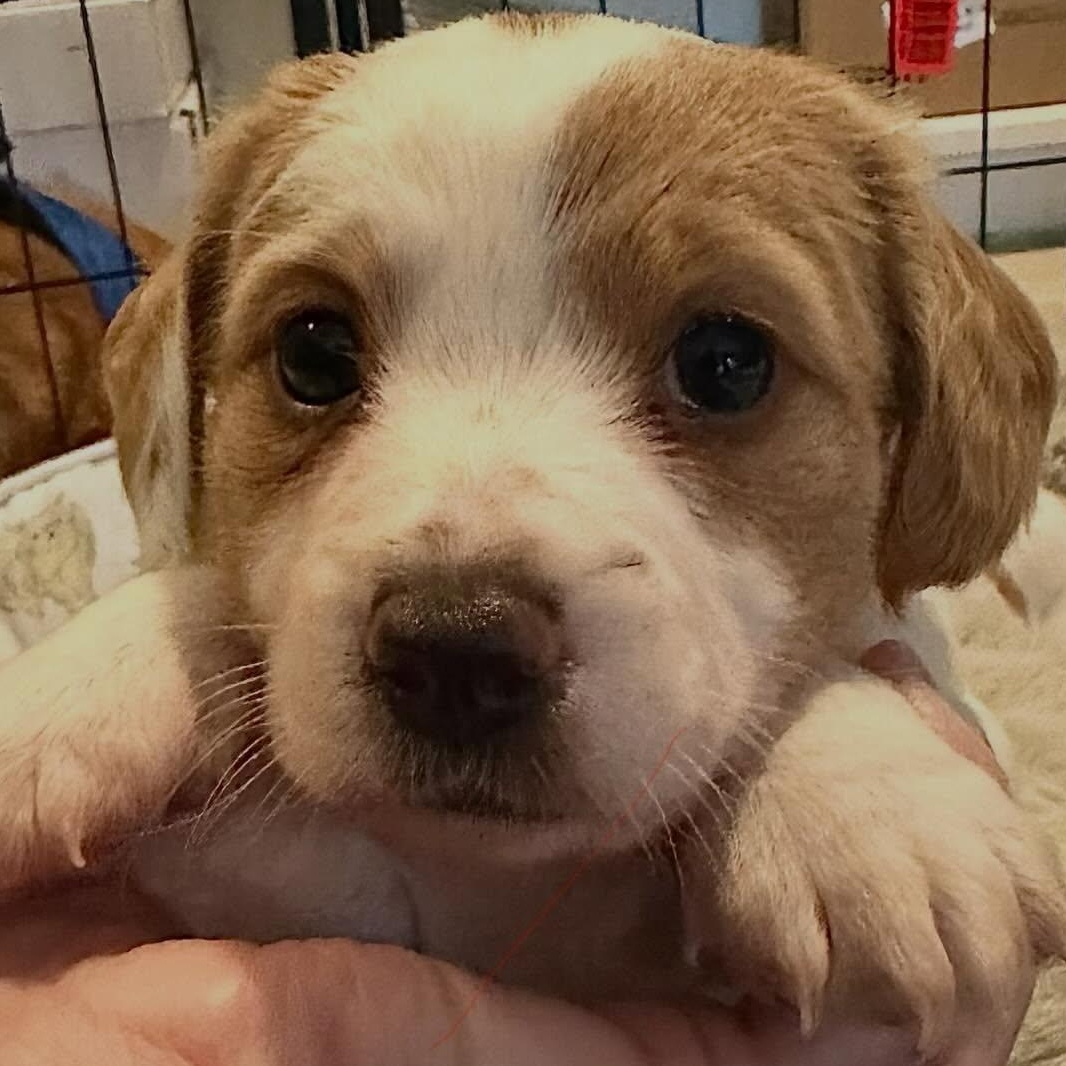 Enlarge Sophie, an adopted Dachshund (Long Haired) in Portland, OR image 2/2