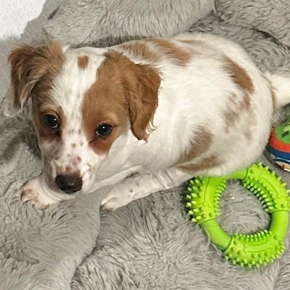 Sophie, adopted, Puppy Female Dachshund (Long Haired).