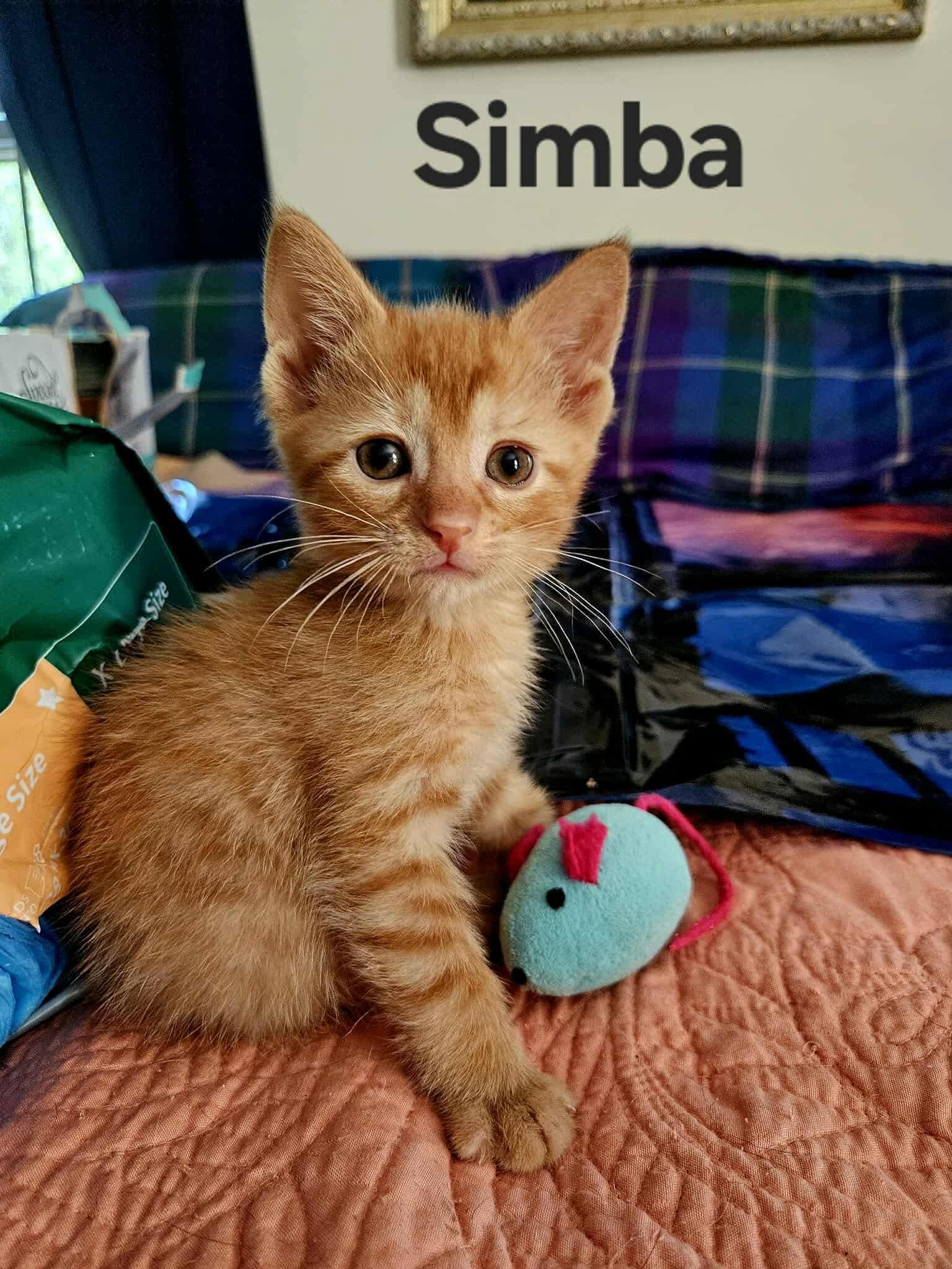 Simba - Visit At 7 Hills Vet, Adopted, Kitten Male Domestic Short Hair.