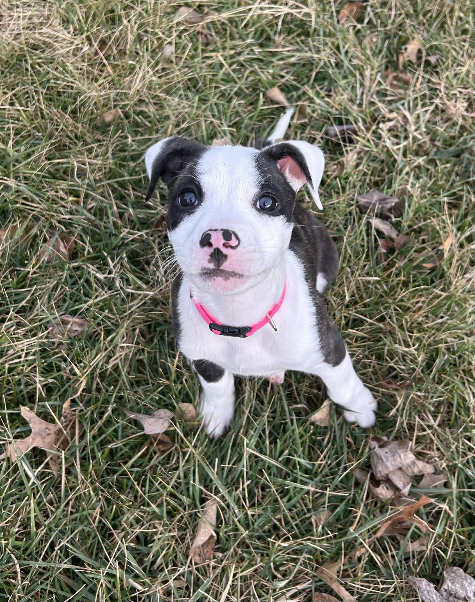 Sunny, an adopted Pit Bull Terrier in Kansas City, MO image 1/6