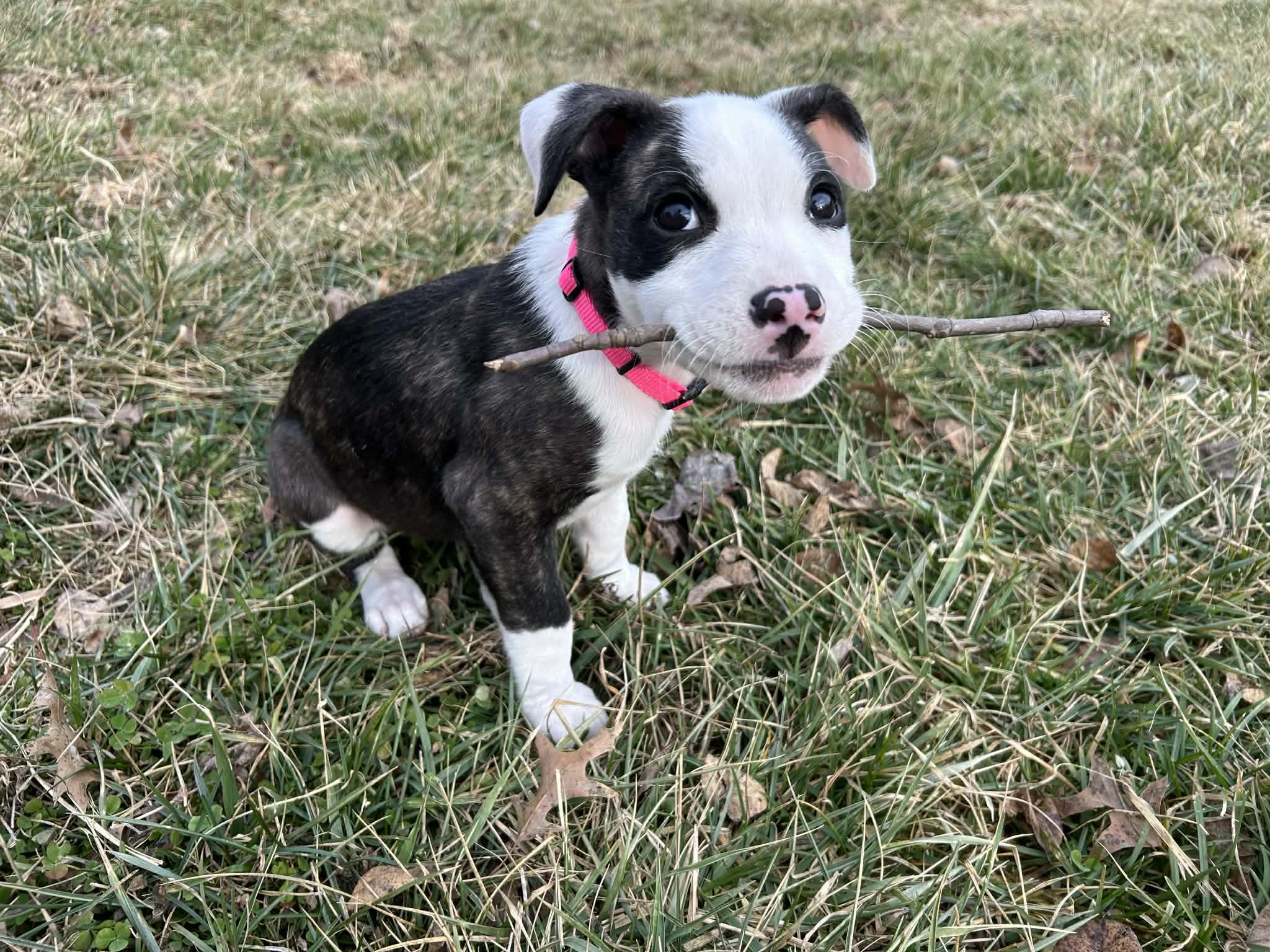 Sunny, an adopted Pit Bull Terrier in Kansas City, MO image 3/6