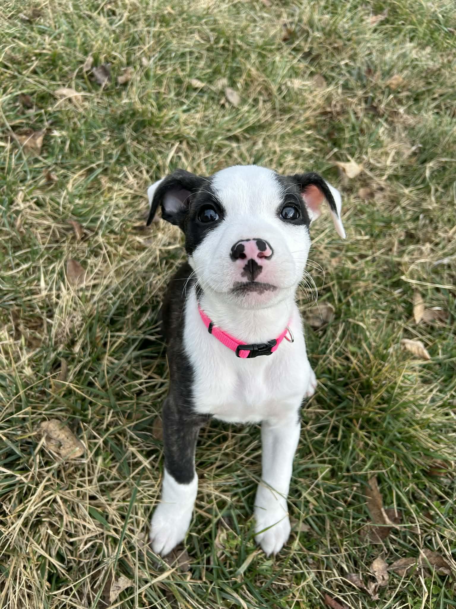 Sunny, an adopted Pit Bull Terrier in Kansas City, MO image 5/6