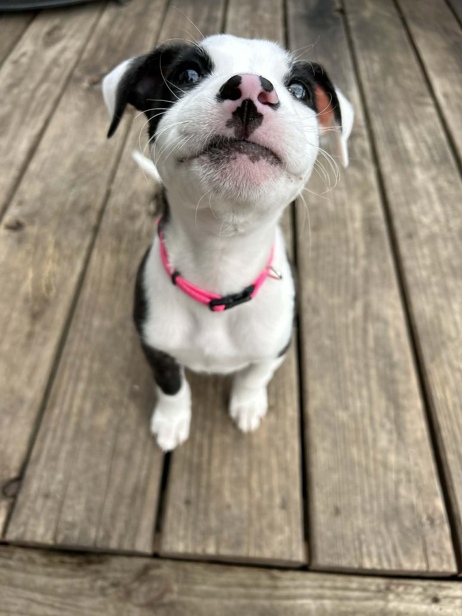 Sunny, an adopted Pit Bull Terrier in Kansas City, MO image 6/6