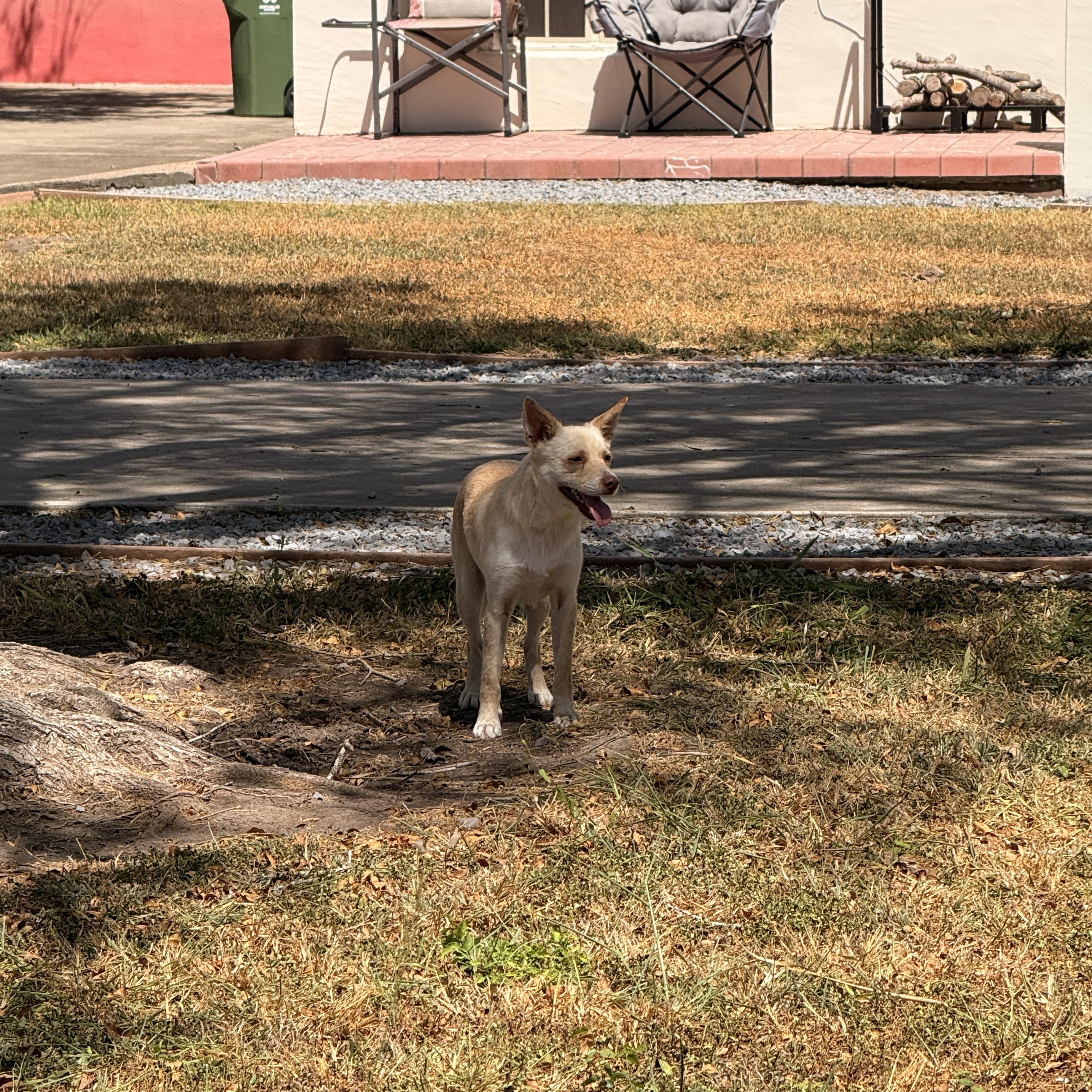 Enlarge Adelia, a Adoptable mixed breed in Boerne, TX image 2/6