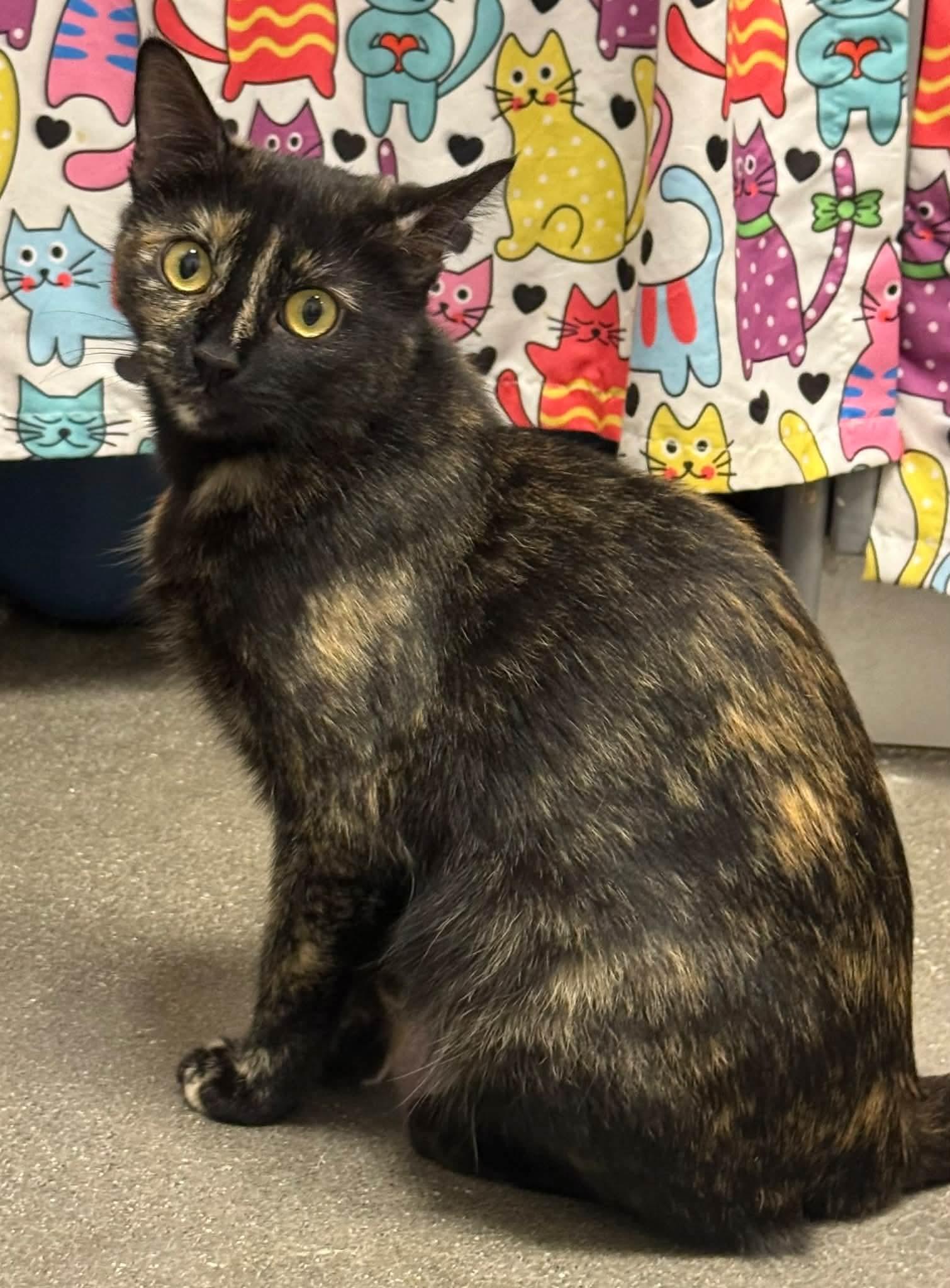 Enlarge Gabby, Your One-and-Only Queen Bee, a Adoptable Tortoiseshell in Reynoldsburg, OH image 3/6