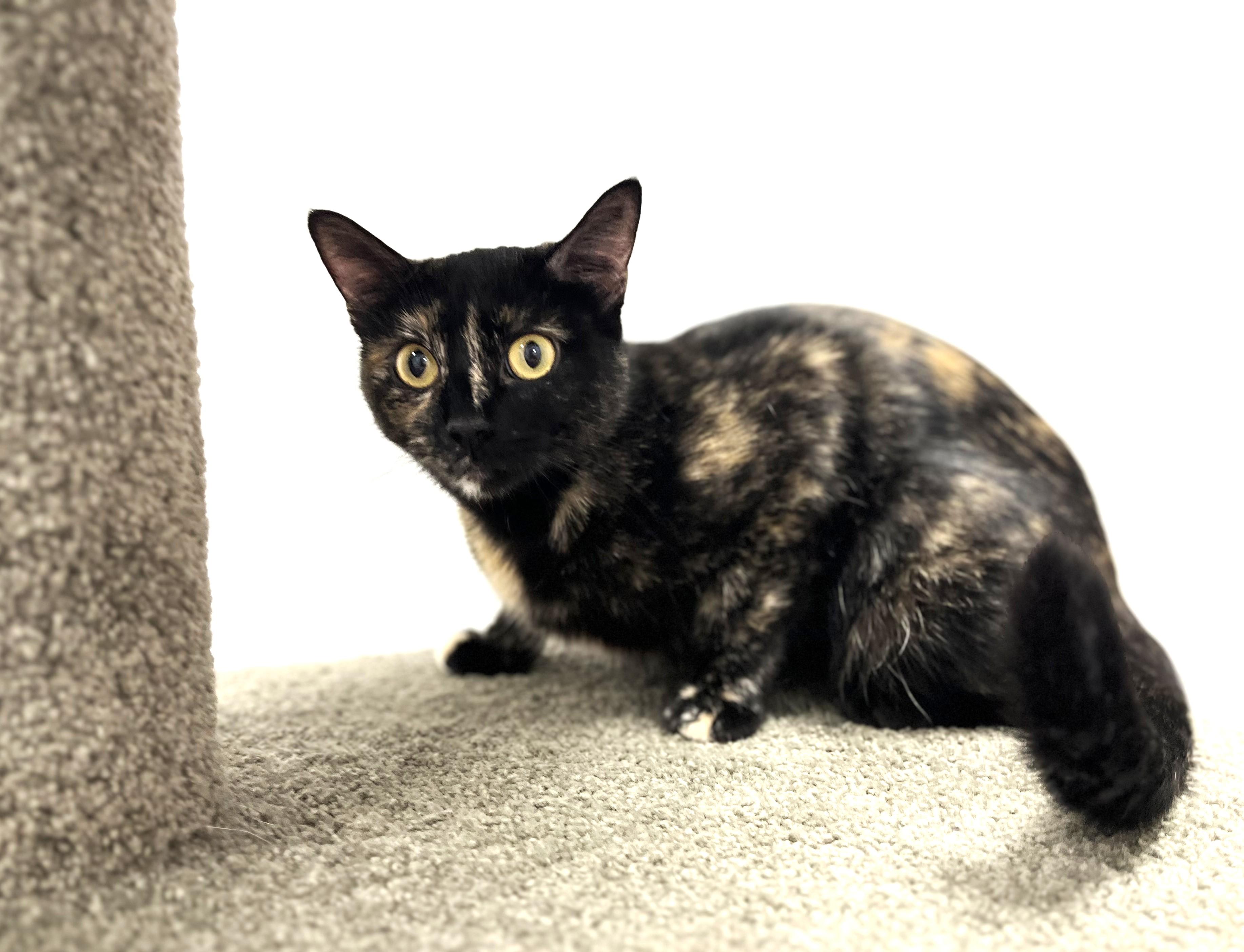 Enlarge Gabby, Your One-and-Only Queen Bee, a Adoptable Tortoiseshell in Reynoldsburg, OH image 4/6