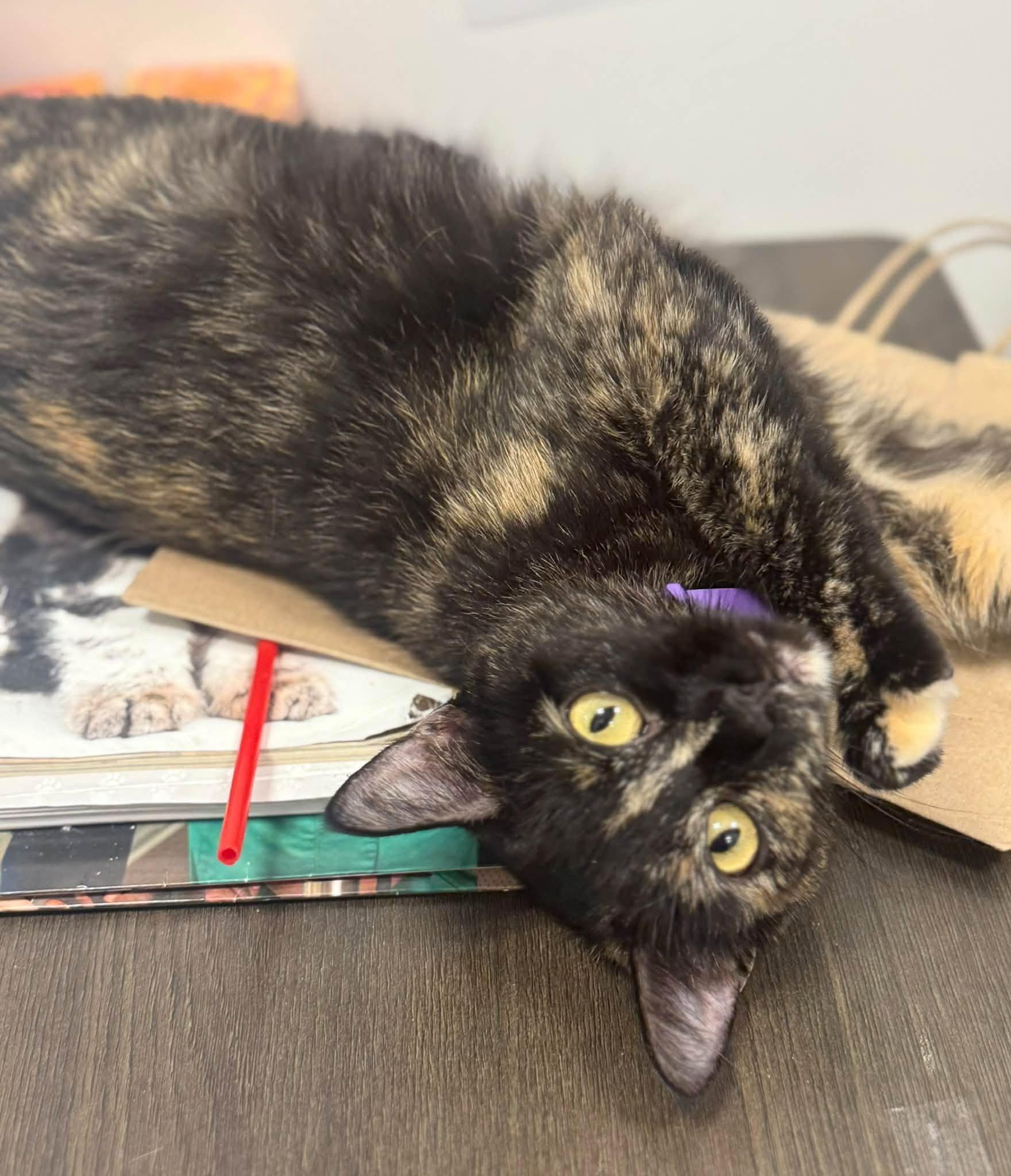 Gabby, Your One-and-Only Queen Bee, Adoptable, Young Female Tortoiseshell.