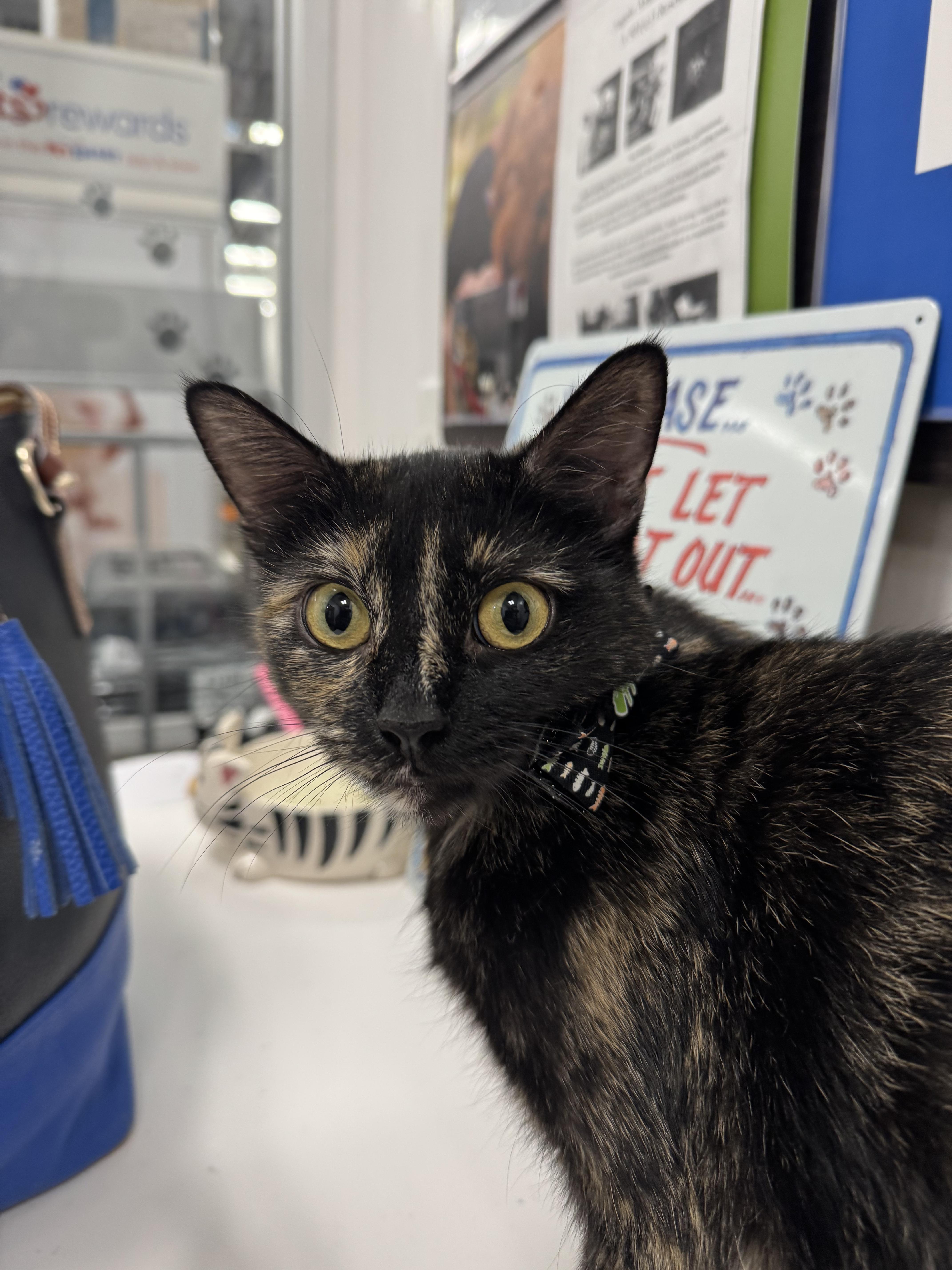 Enlarge Gabby, Your One-and-Only Queen Bee, a Adoptable Tortoiseshell in Reynoldsburg, OH image 5/6
