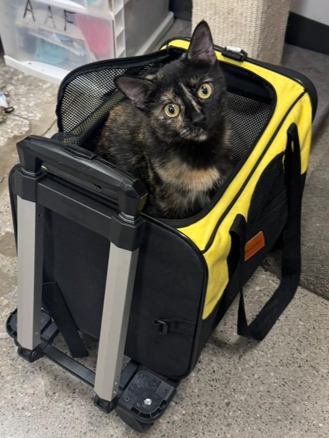 Enlarge Gabby, Your One-and-Only Queen Bee, a Adoptable Tortoiseshell in Reynoldsburg, OH image 2/6